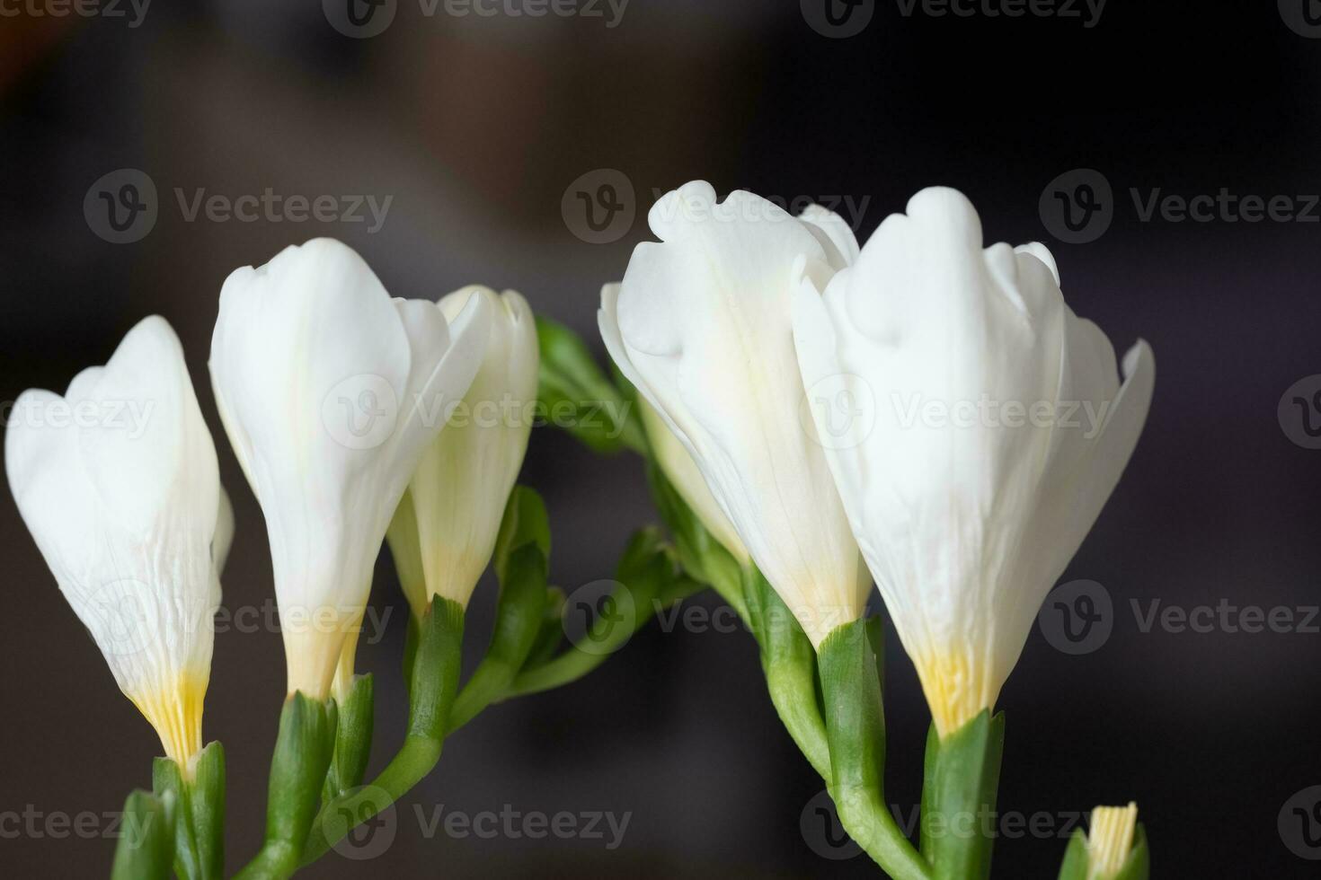 Graceful, beautiful, snow-white freesias close-up. Copy space. Background photo