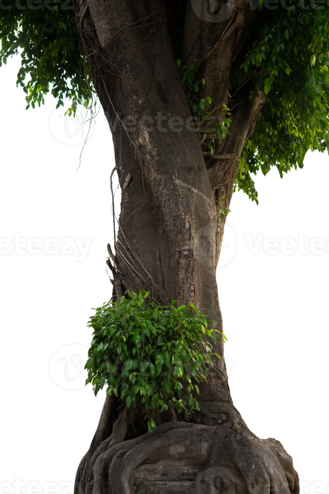 big tree in the garden isolated png
