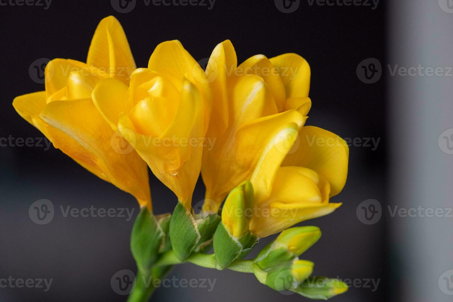 Close-up of playful yellow freesias. Copyspace. Background for quotes photo