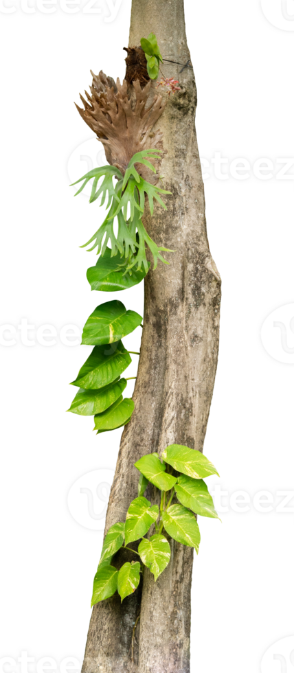 tree trunk with green plant creeper png