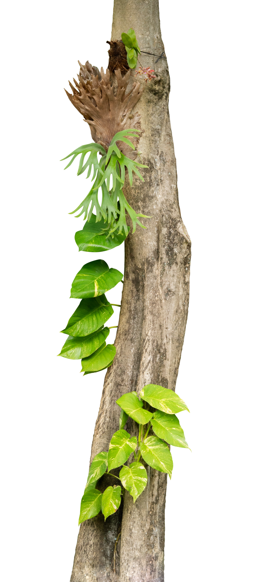 tree trunk with green leaves creeper 25063202 PNG