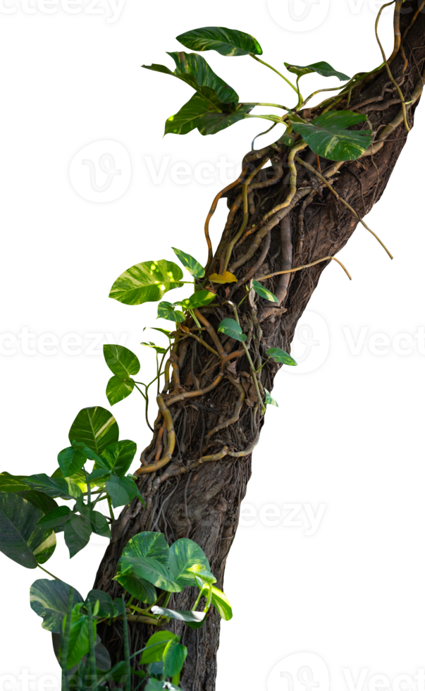 tree branch with roots and creeper plant png