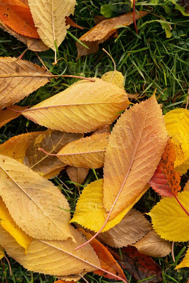 Orange yellow autumn leaves top view. Autumn season aesthetic natural background photo