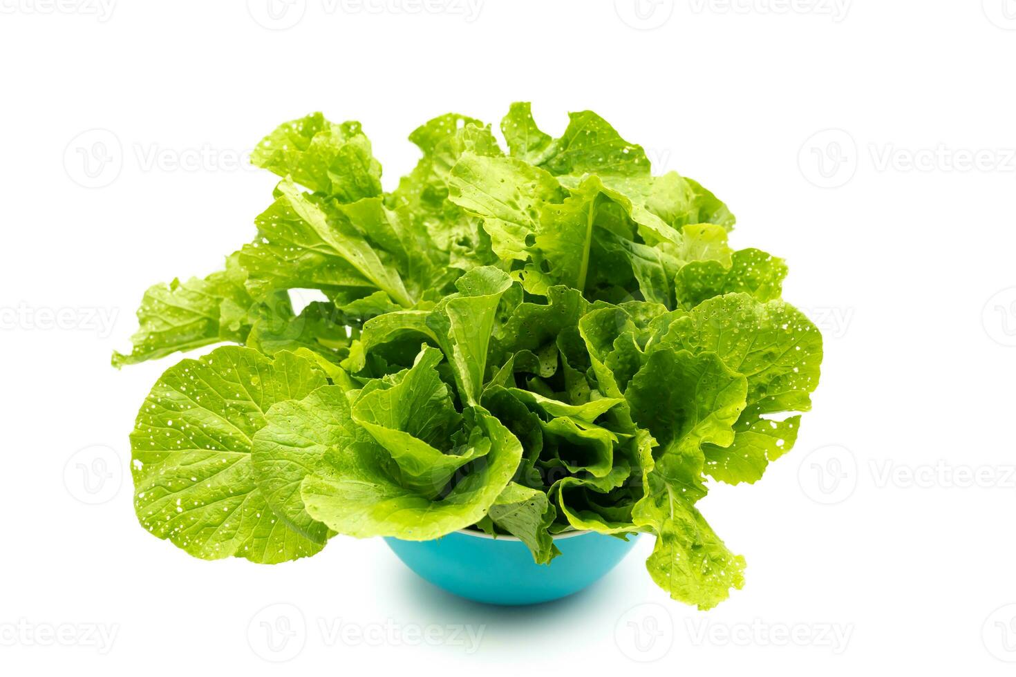 fresh green lettuce salad leaves with marks of insect bites isolated on white background. photo