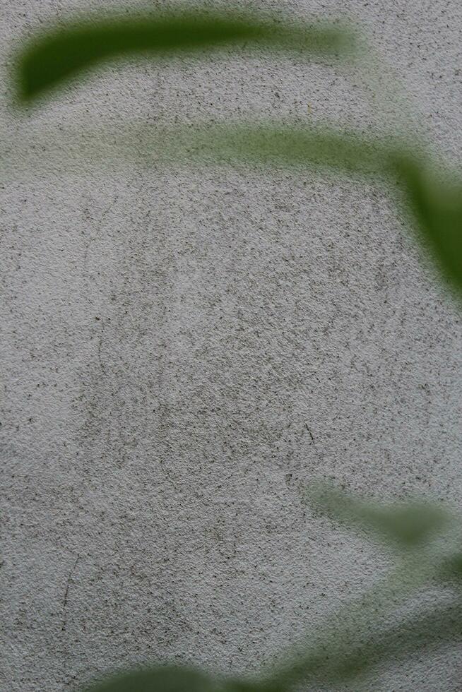 Blank cement wall surface with blurred green leaves, sand cement wall background with green leaf photo
