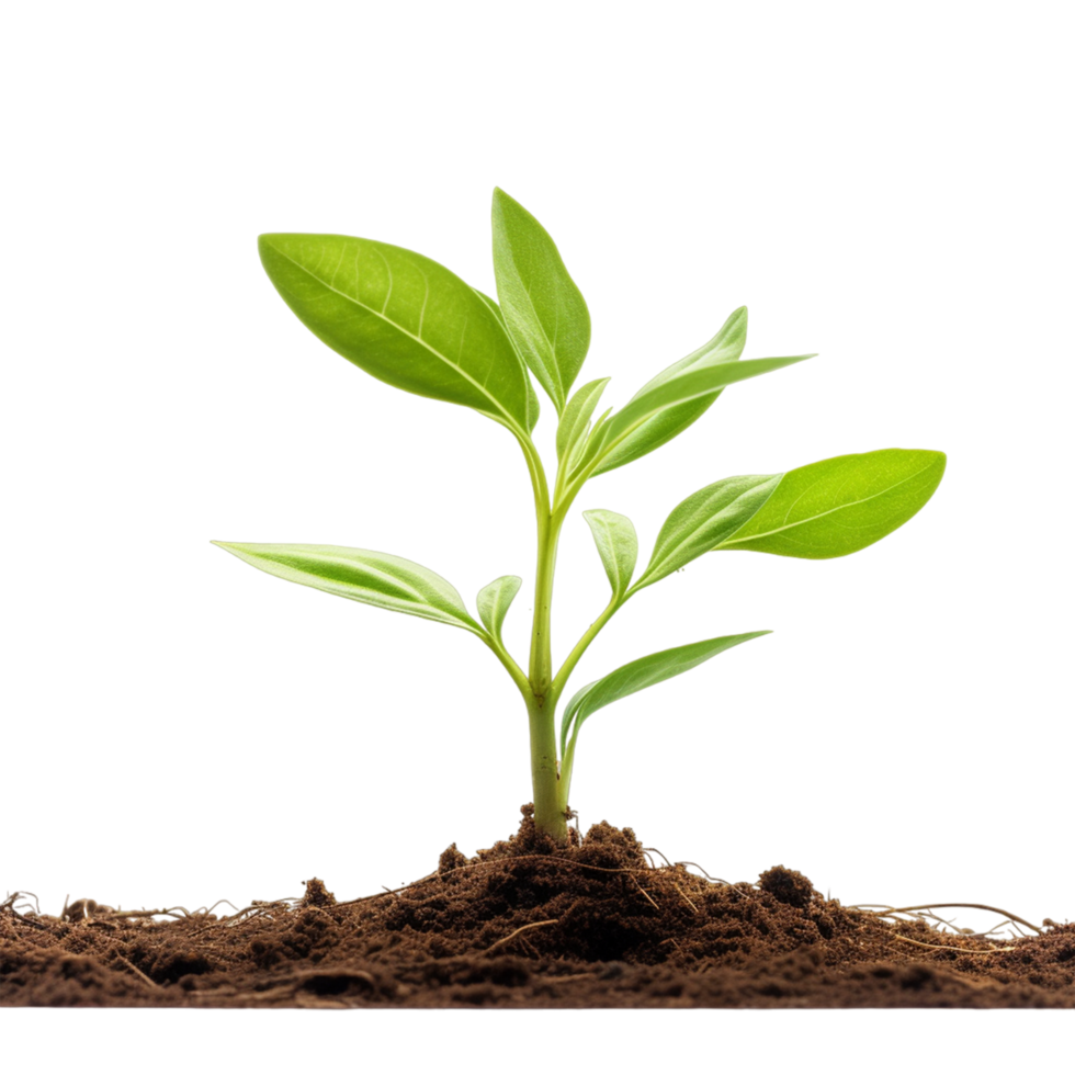 Young green plant growing ai generative 30245823 PNG