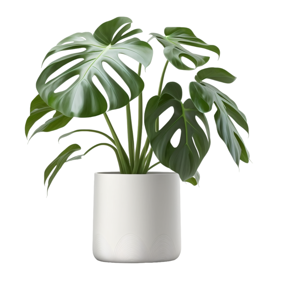 fresco Monstera deliciosa albero piantato nel un' bianca ceramica ai generativo png