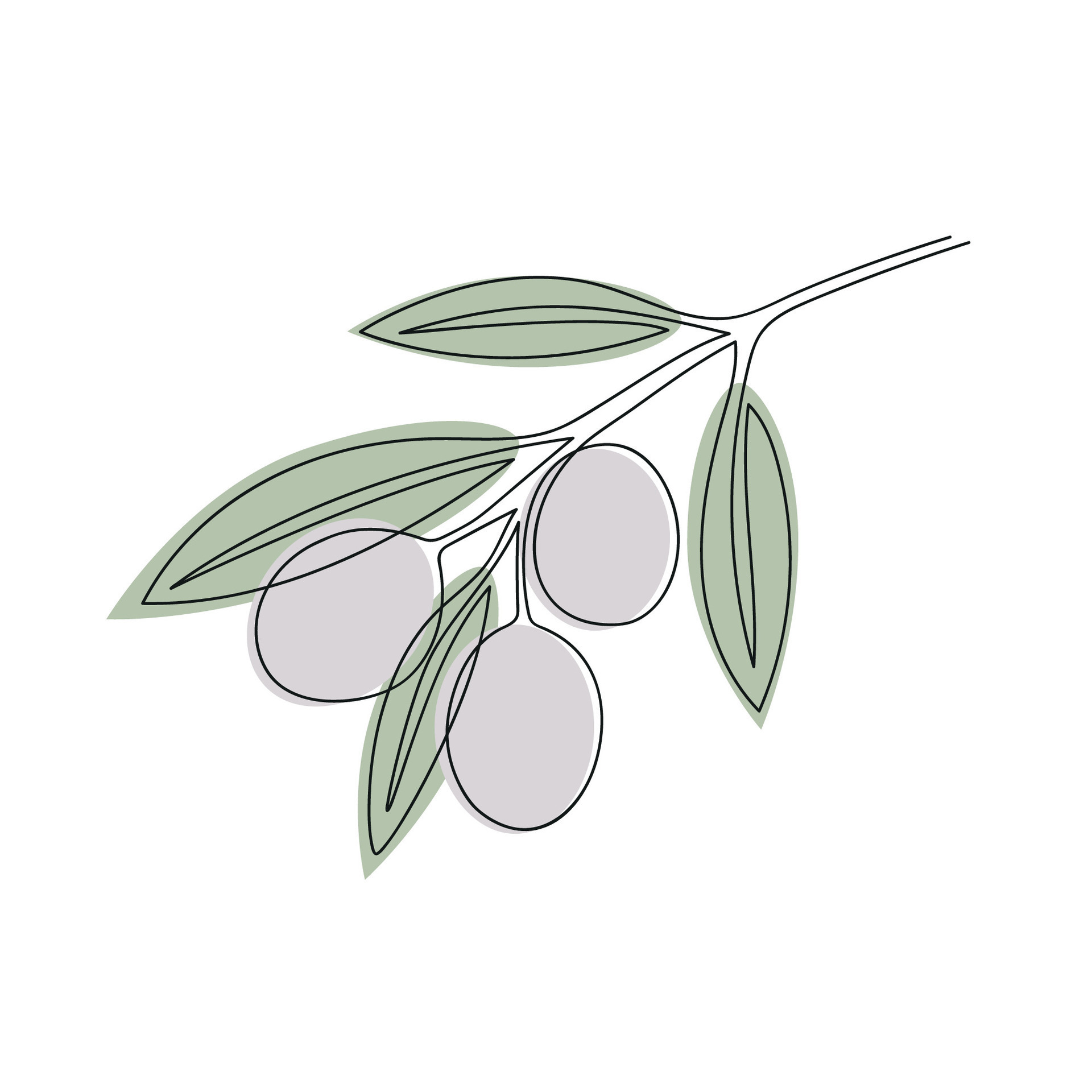 Olive branch drawn in one continuous line in color. One line drawing ...