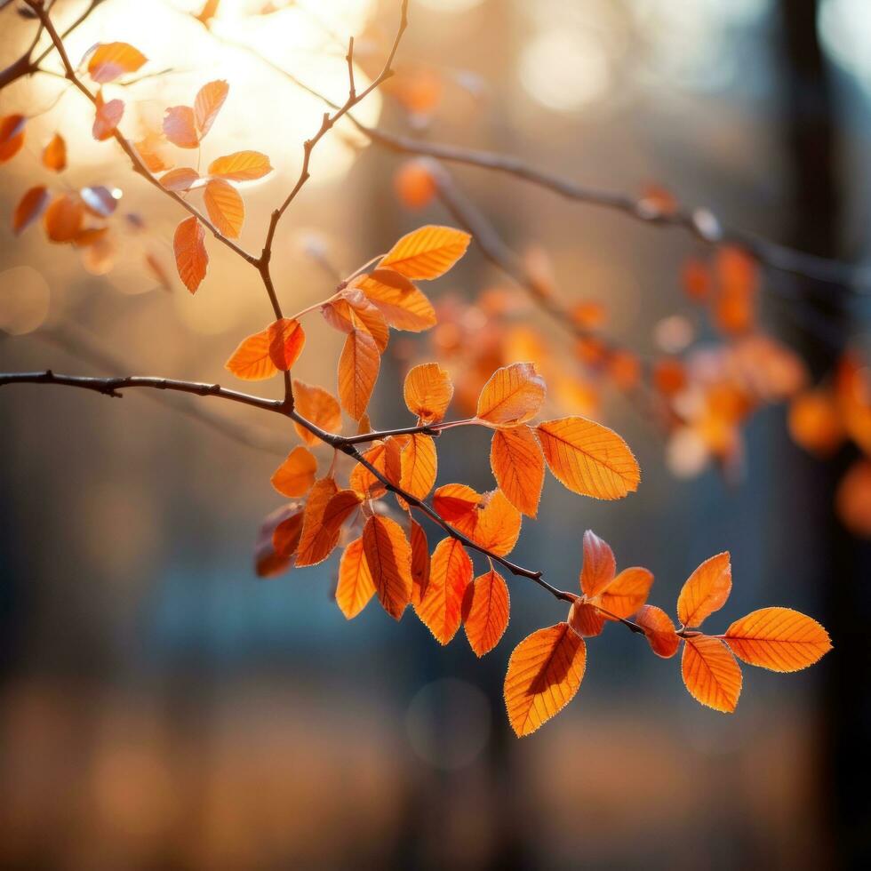 Blurred autumn leaves with shallow depth of field photo