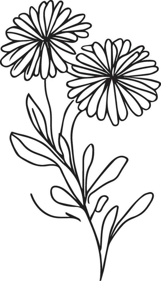 Black and white aster flower outline vector coloring book page for adults and children flowers aster with leaves  buds hand-drawn flowers, isolated on white background