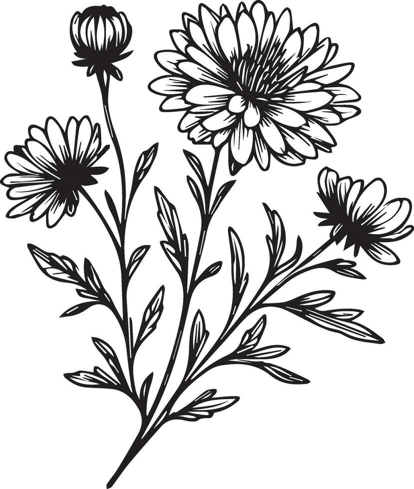 Black and white aster flower outline vector coloring book page for adults and children flowers aster with leaves  buds hand-drawn flowers, isolated on white background ink illustration coloring pages