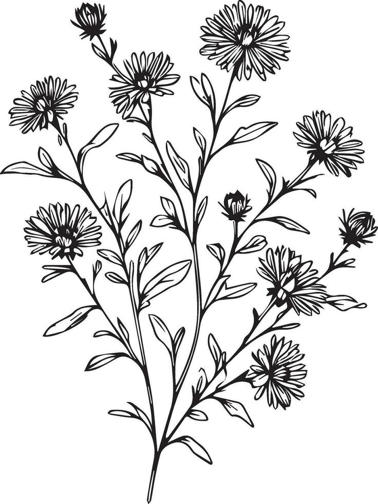 Vector sketch of aster flowers. Vector illustration of a Beautiful aster flower with a bouquet of aster, cosmos flowers and leaves. vintage floral vector illustration, detailed flower coloring pages