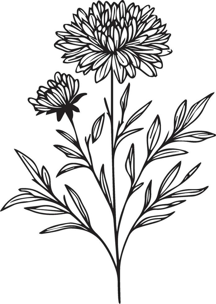 Cute kids coloring pages, easy aster drawing, aster flower black and white illustration, aster flower outline, aster cosmos flower vector art, simple flower drawing, unique flower coloring page