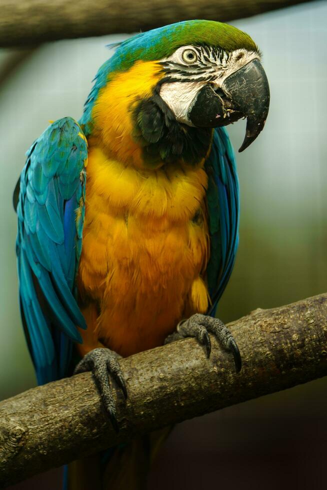 Blue and yellow macaw in zoo photo