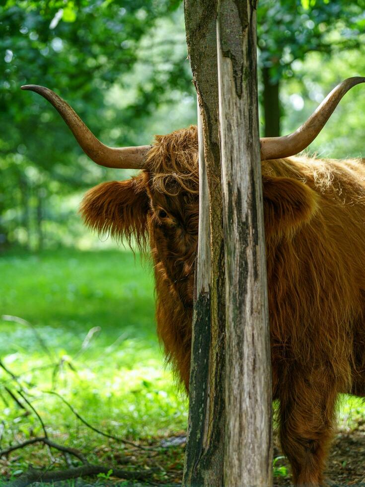 Highland cattle on meadow in zoo photo