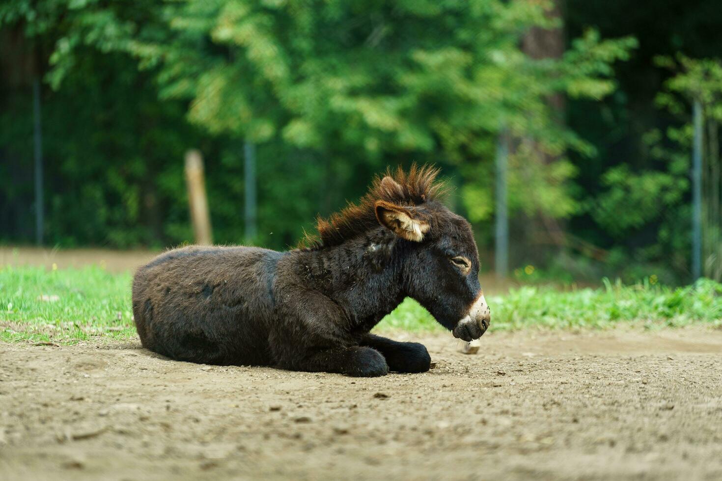 Burro es descansando en zoo foto