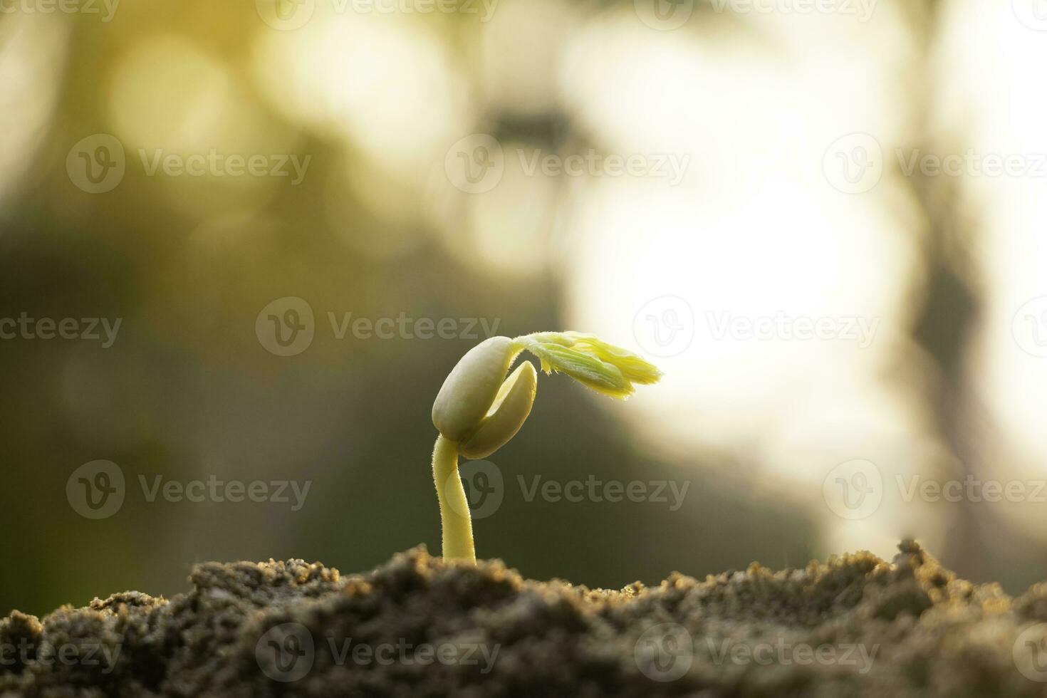 Growing plant and fertilizer.Young plant in the morning light on ground background, New life concept.Small plants on the ground in spring.fresh,seed,Photo fresh and Agriculture concept idea. photo