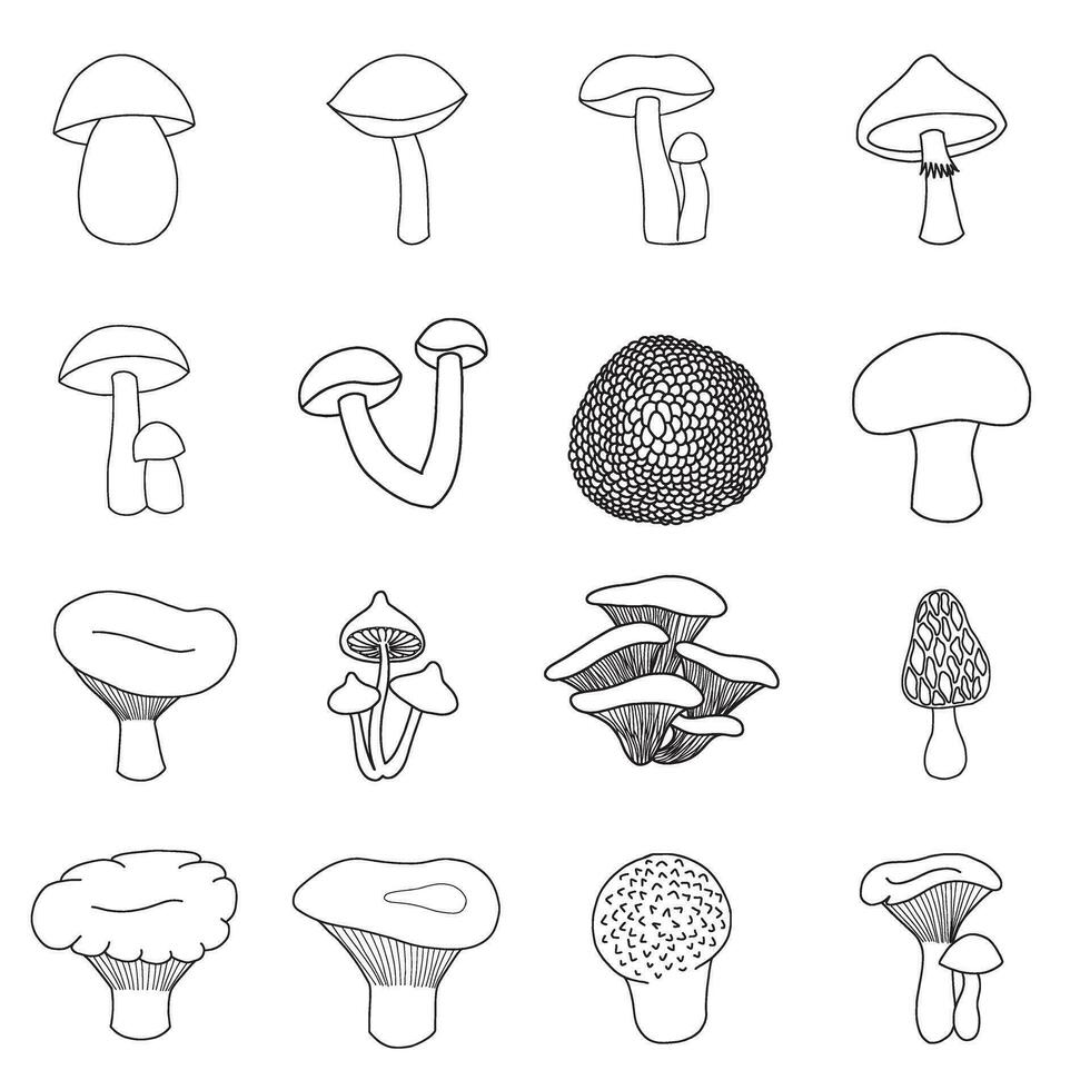 Set of edible mushrooms in doodle style vector