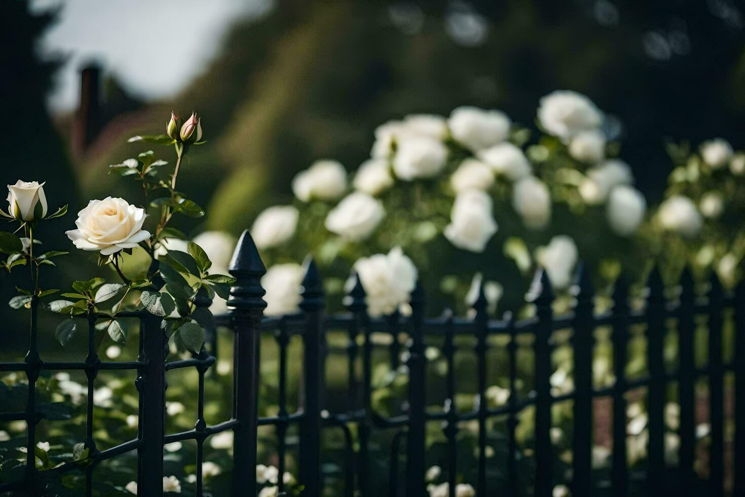 white roses are growing in front of a black fence. AI-Generated photo