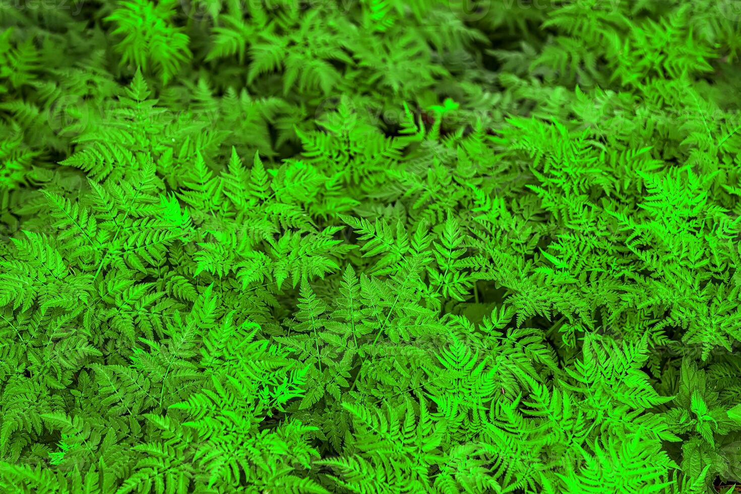 Top view of many ferns leaves. Nature background photo
