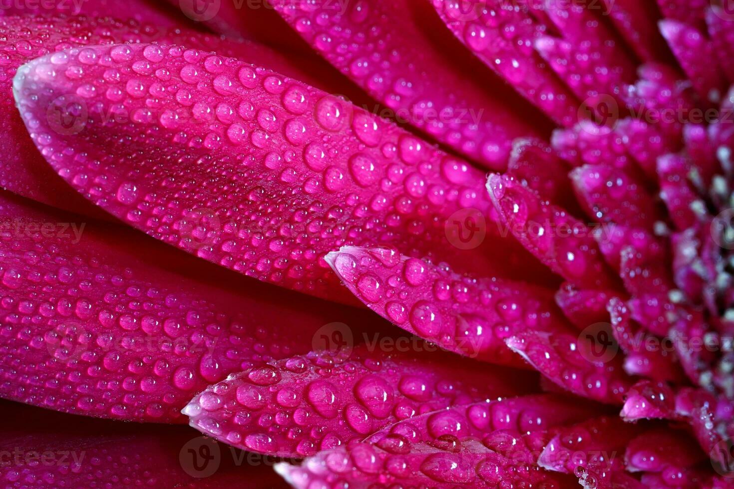 A close view of a beautiful red gerbera flower with water drops. Nature background photo