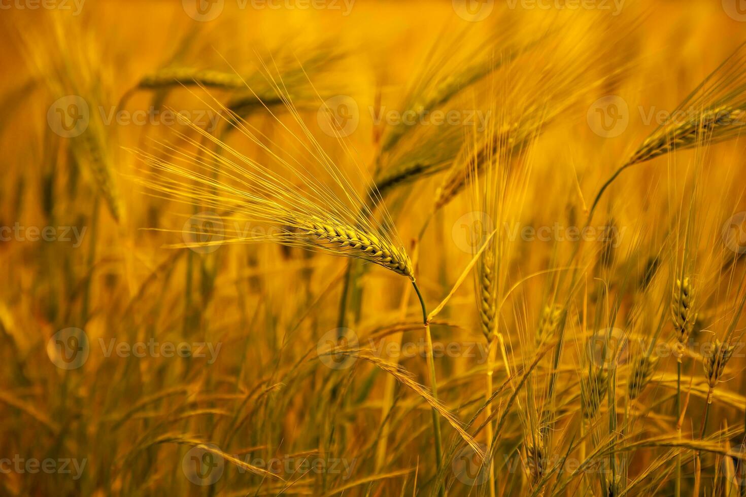 Sunny wheat wallpaper in boho style. Golden ripe ears on a sunny morning. Soft light nature banner photo