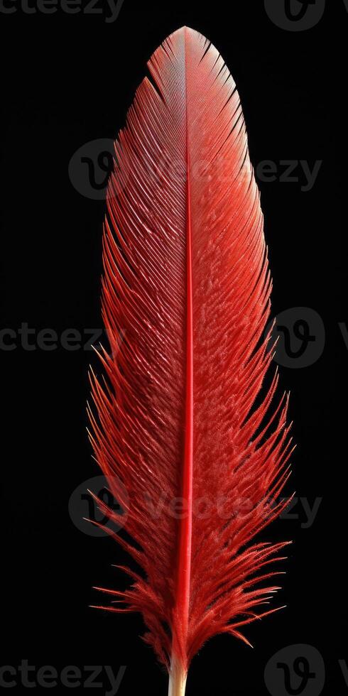 Red feather close up on black background. photo