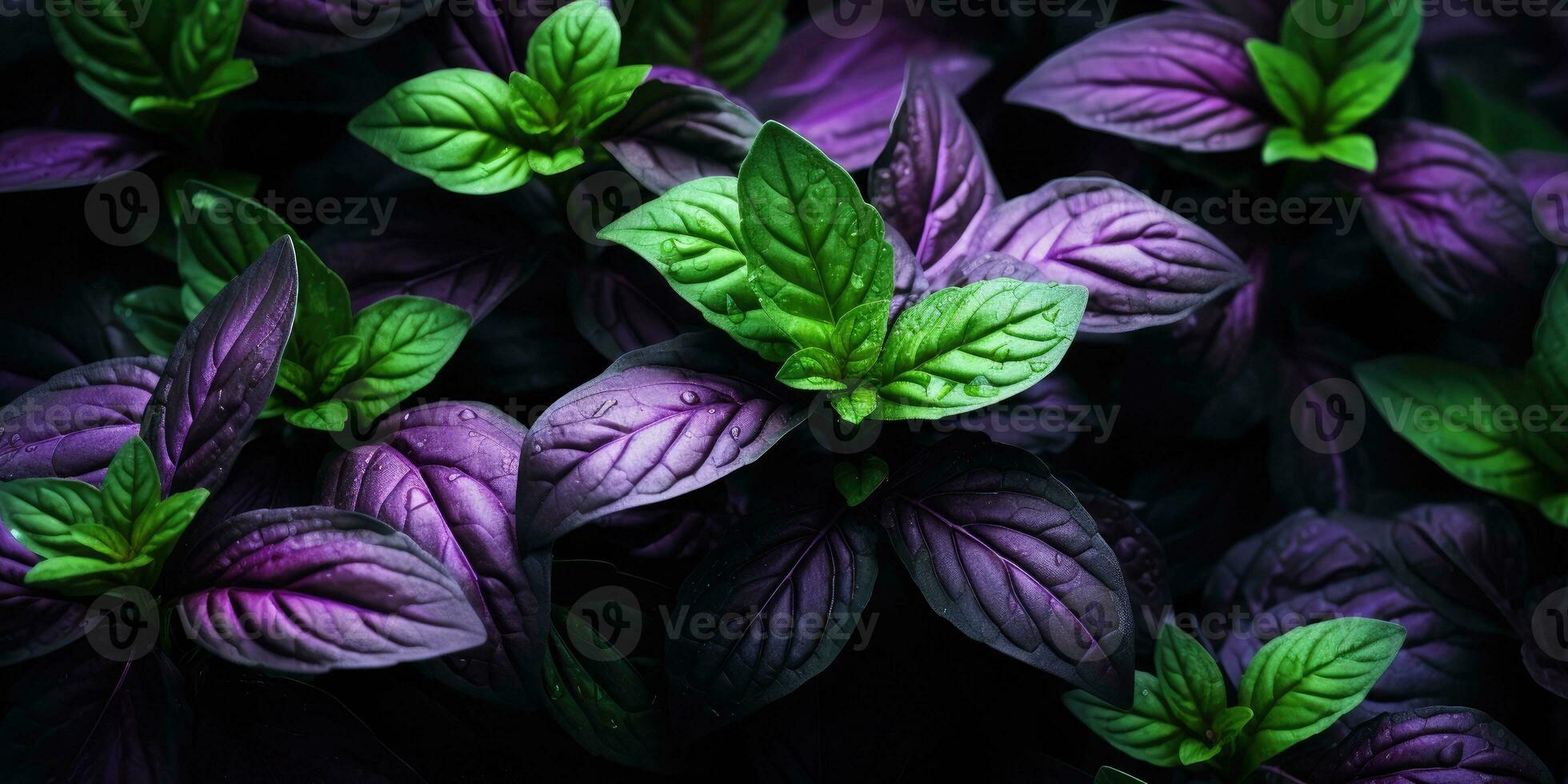 hermosa albahaca de cerca. Rocío gotas en hojas. verde y púrpura albahaca. generativo ai foto