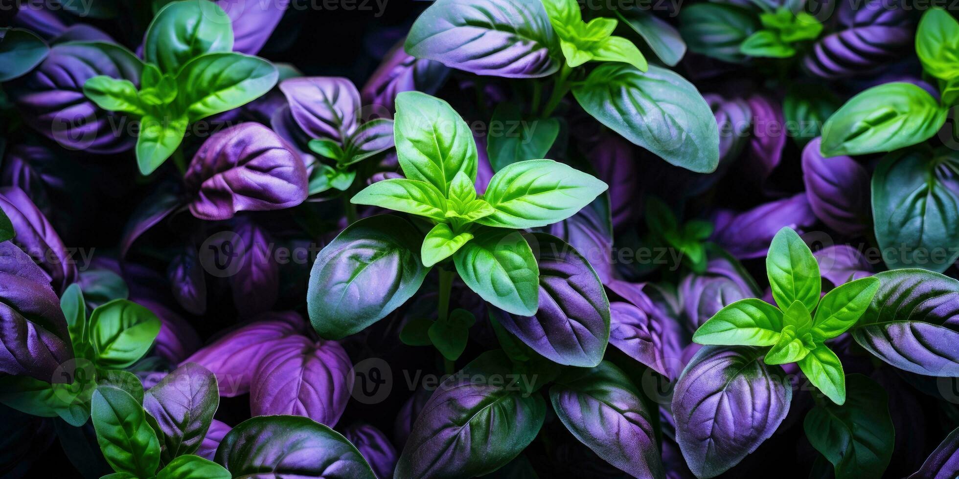 Beautiful basil close-up. Dew drops on leaves. Green and purple basil. Generative AI photo