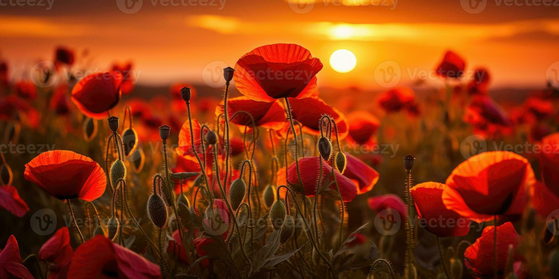 Field of poppies at dawn. Poppy day. Memory of all the soldiers who died in wars involving Great Britain. Generative AI photo