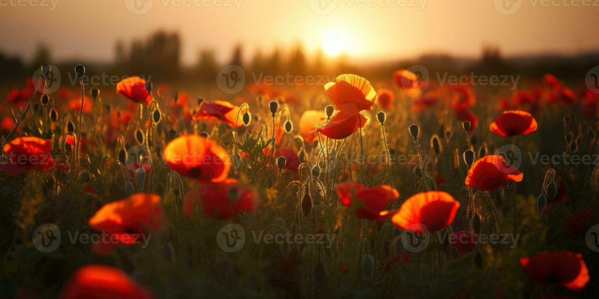 Field of poppies at dawn. Poppy day. Memory of all the soldiers who died in wars involving Great Britain. Generative AI photo