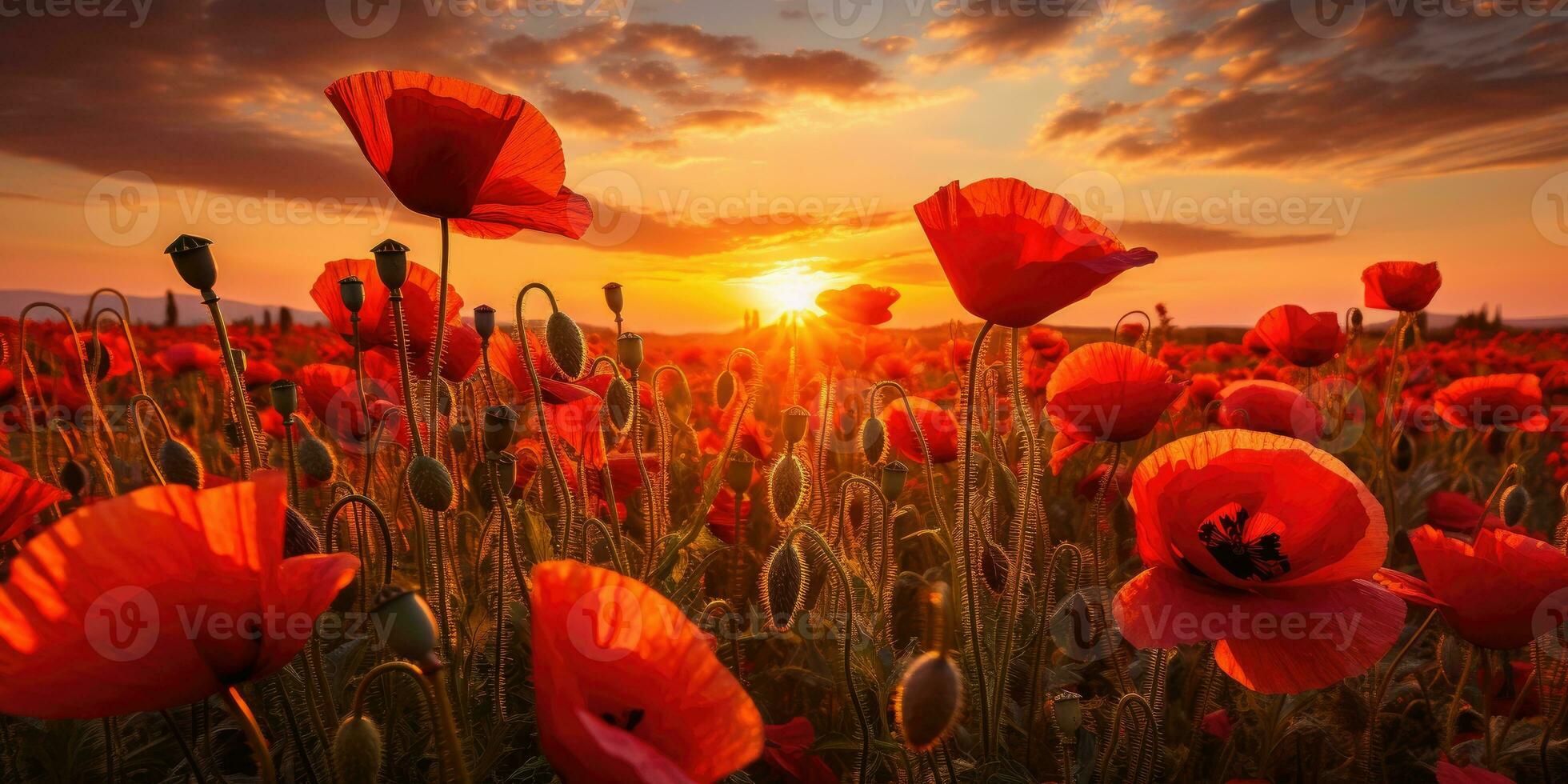 Field of poppies at dawn. Poppy day. Memory of all the soldiers who died in wars involving Great Britain. Generative AI photo