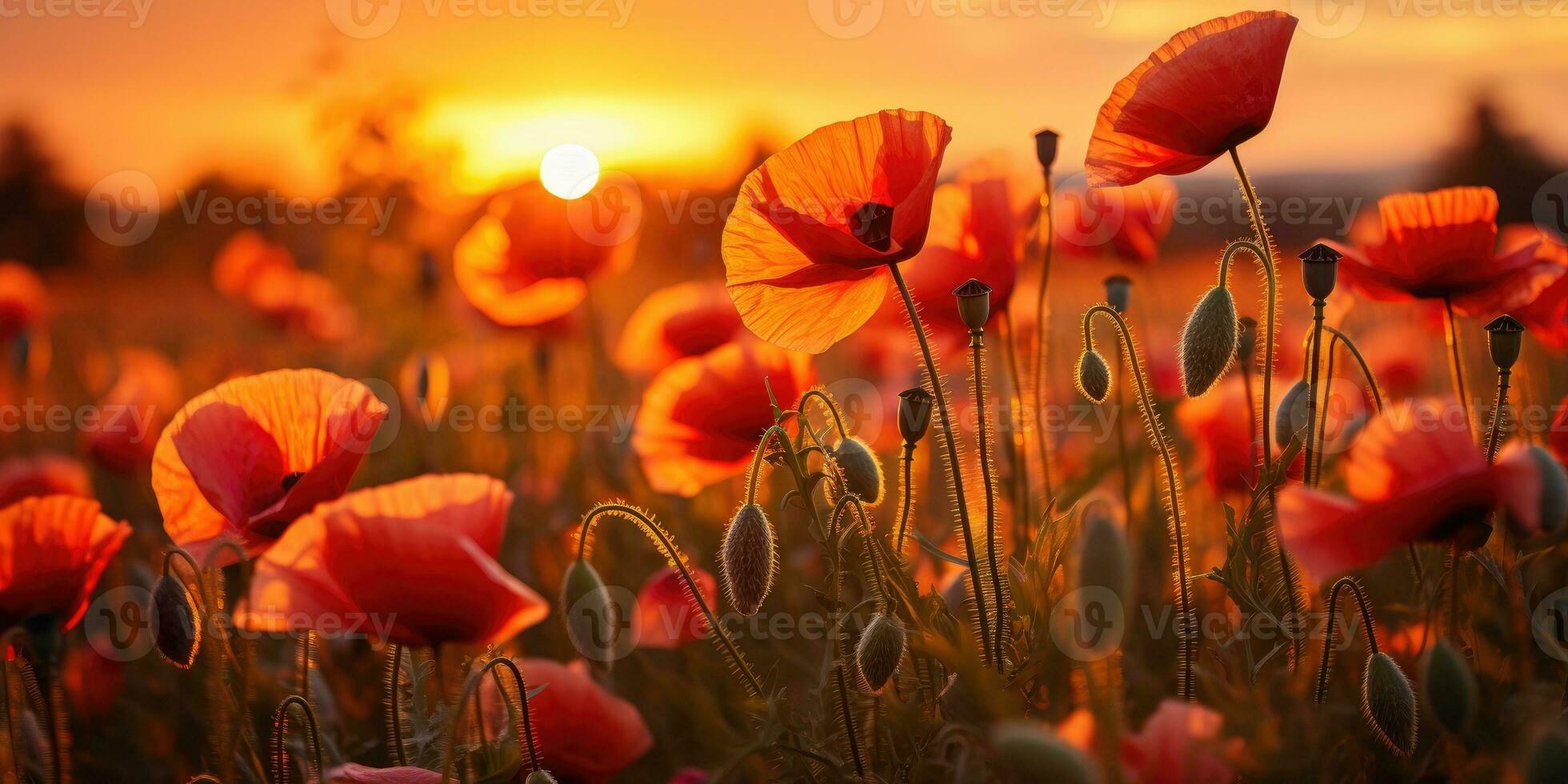 Field of poppies at dawn. Poppy day. Memory of all the soldiers who died in wars involving Great Britain. Generative AI photo