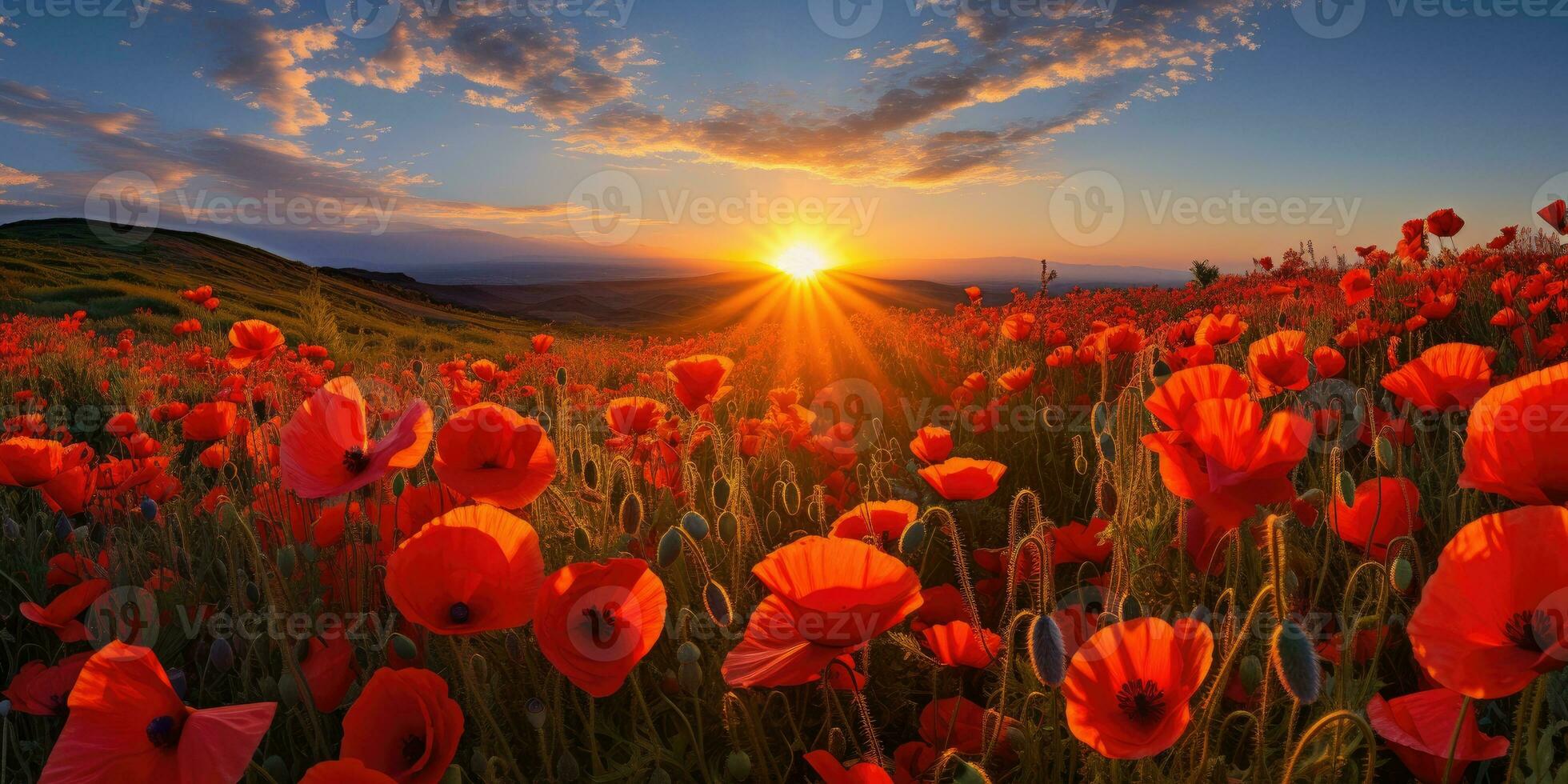 Field of poppies at dawn. Poppy day. Memory of all the soldiers who died in wars involving Great Britain. Generative AI photo