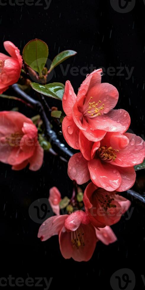 Japanese quince flowers close up. Generative AI photo