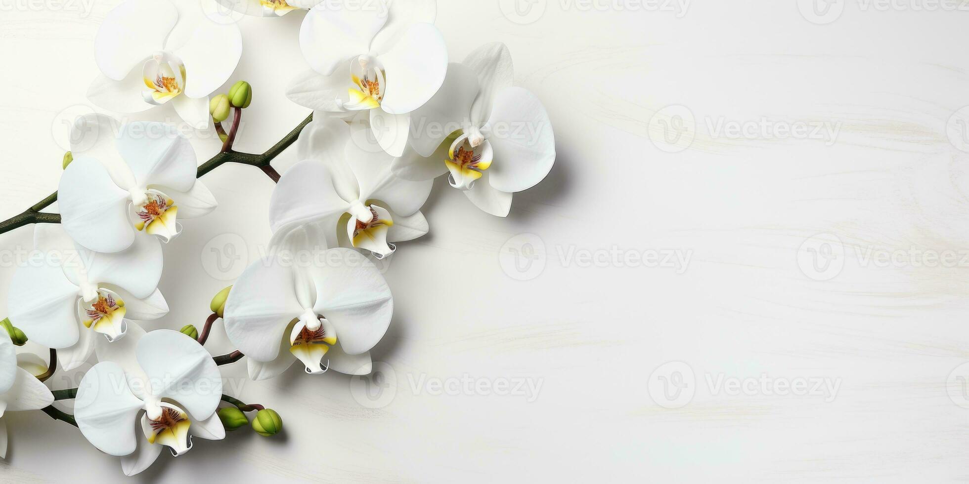 branch of a white orchid on white background, top view, space for text, Generative AI photo