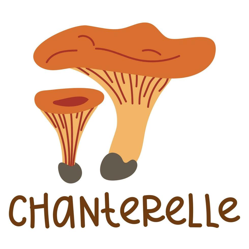 Colorful wild edible chanterelle with cartoon-style names. Isolated vector flat illustration. Chanterelles mushroom. Edible mushrooms in the forests are large and small, completely red, growing