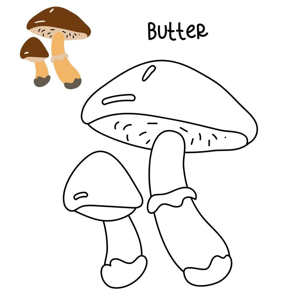Contour and color drawing of an edible mushroom butter with names for coloring. Isolated vector flat illustration. Edible mushrooms in forests, large and small, study, play, creativity on white