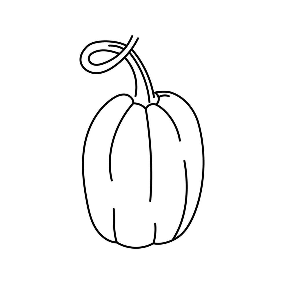 calabaza mano dibujado garabatear negro y blanco contorno ilustración. contorno dibujo diseño elemento. vector