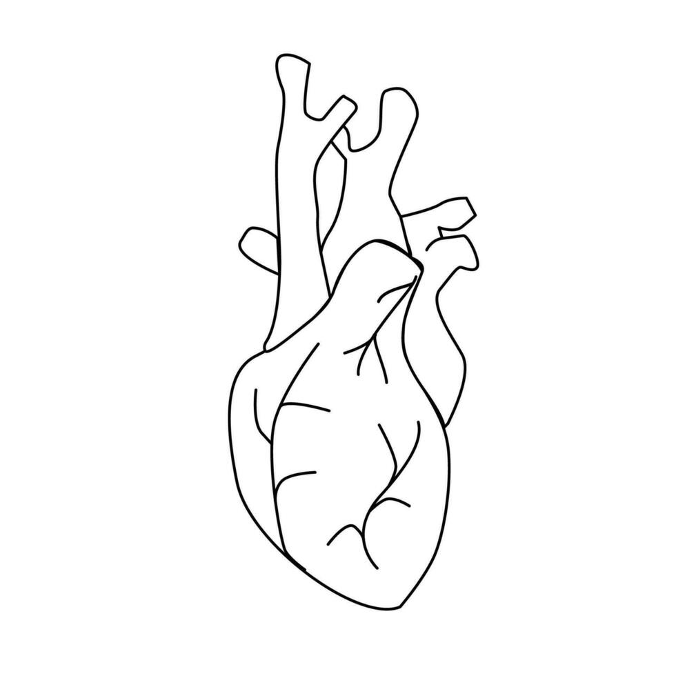 human heart anatomical stroke icon outline for web vector