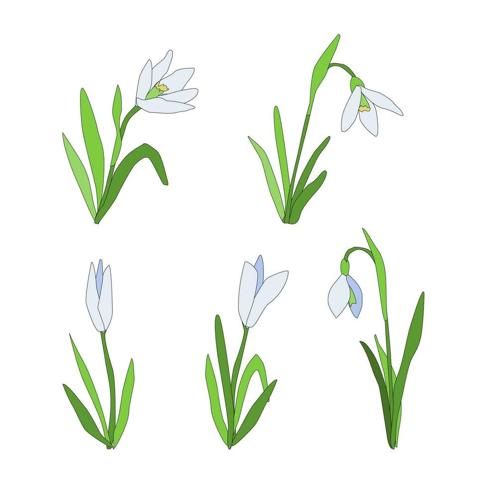 Snowdrops set isolated Spring time flower. vector