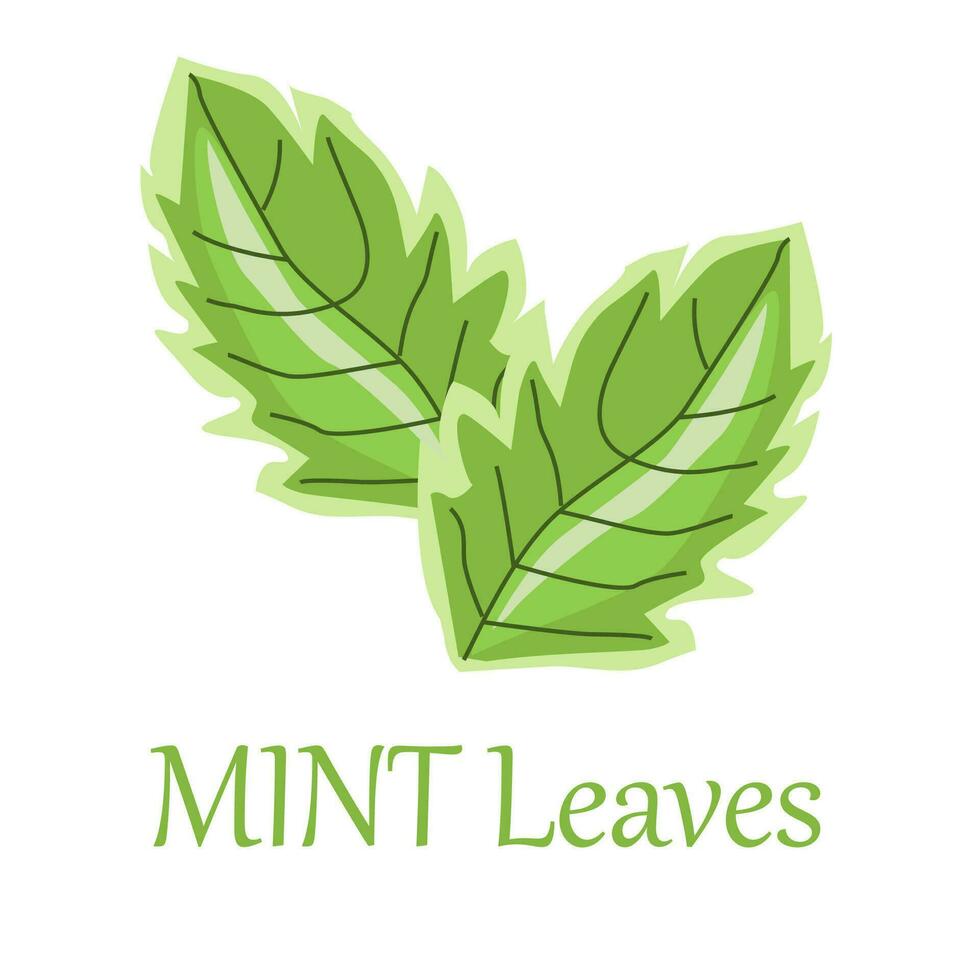 fresh mint leaves in cartoon style isolated vector