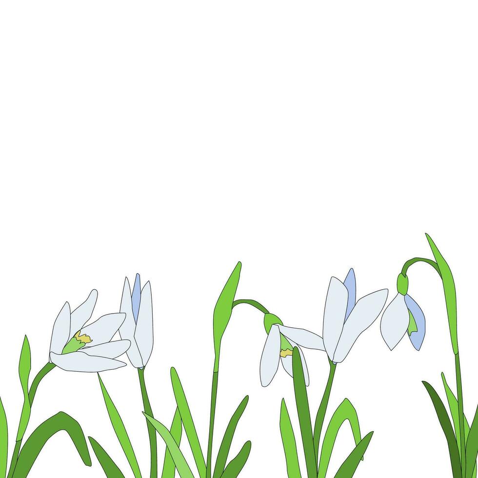 Snowdrops Spring time flower. Vector background