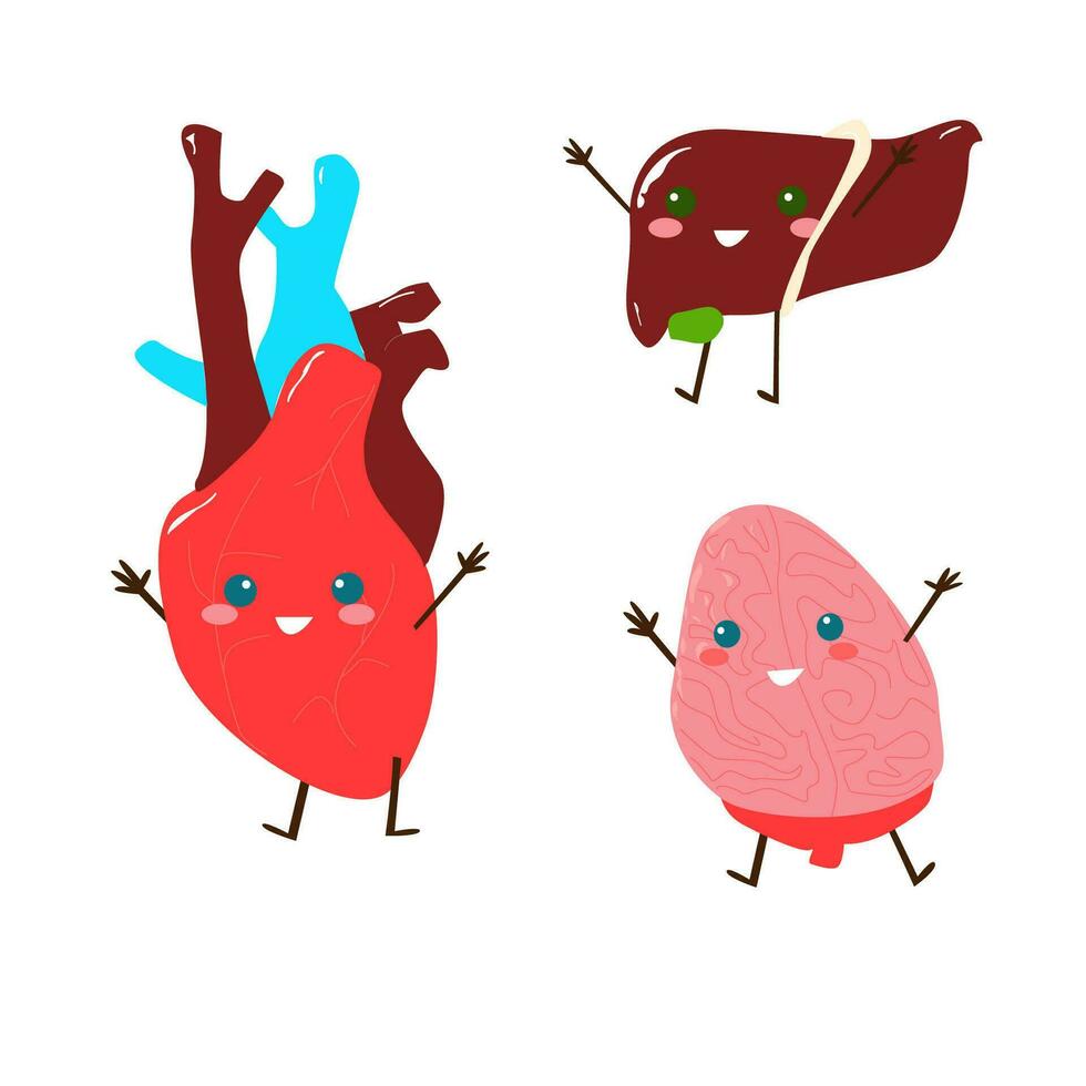 characters of kawaii internal organs of a person vector