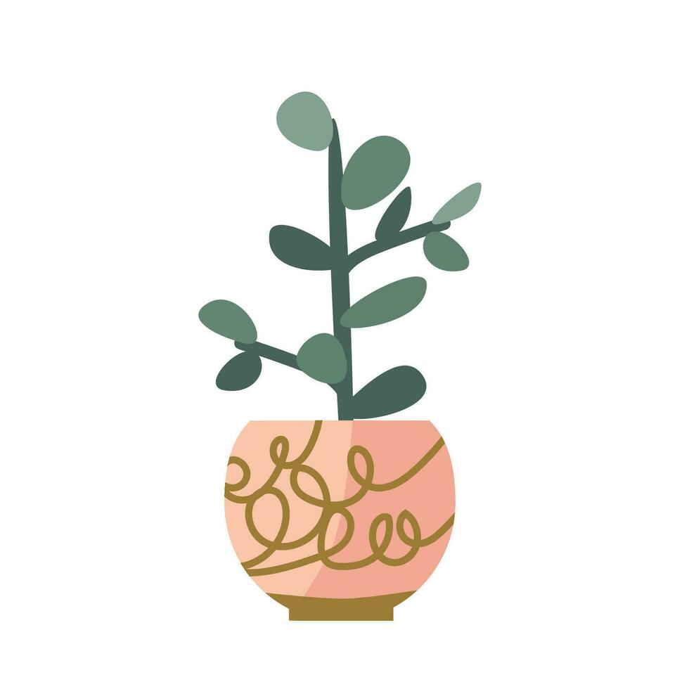 green succulent crassula or money tree housplant vector