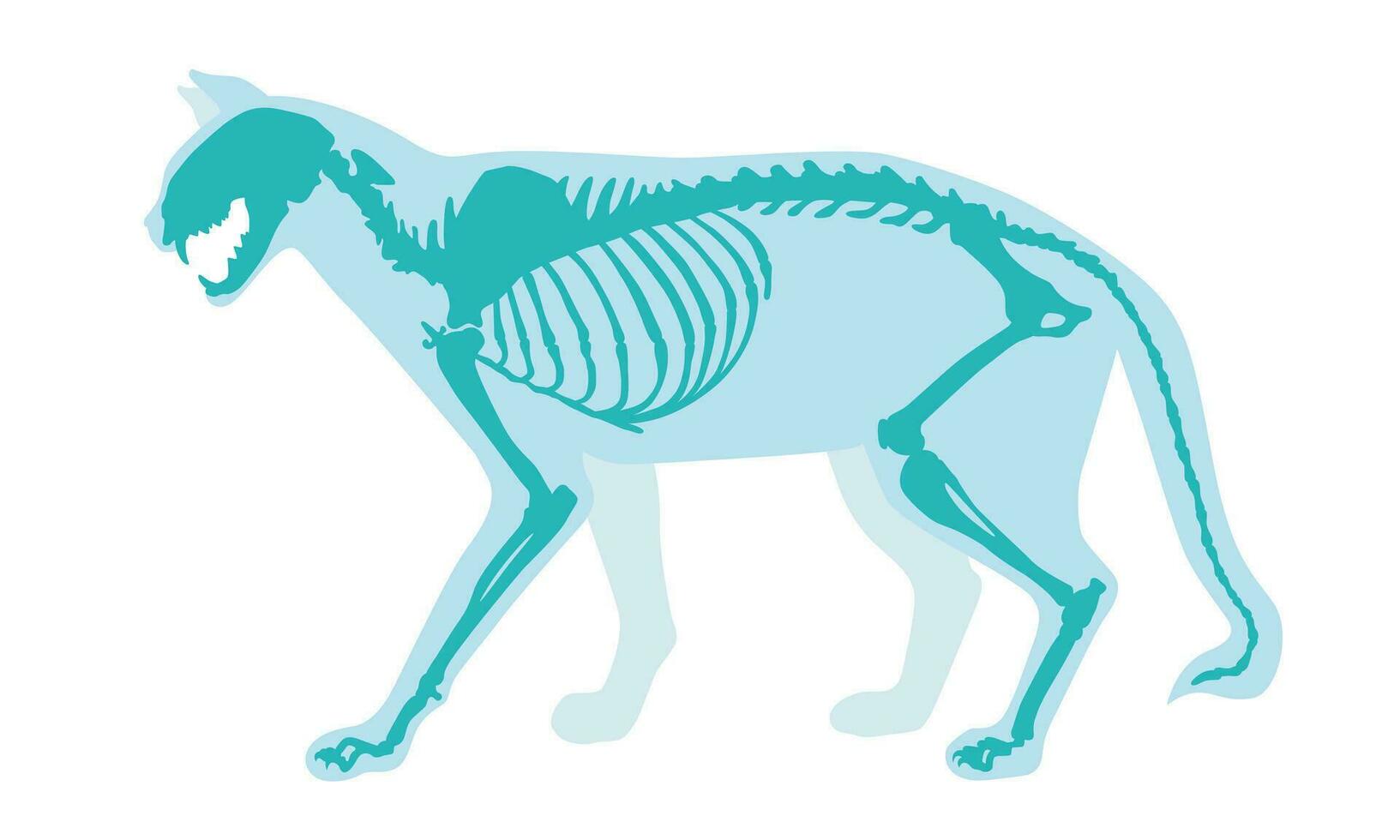 Cat skeletal system. Anatomy of a cat vector