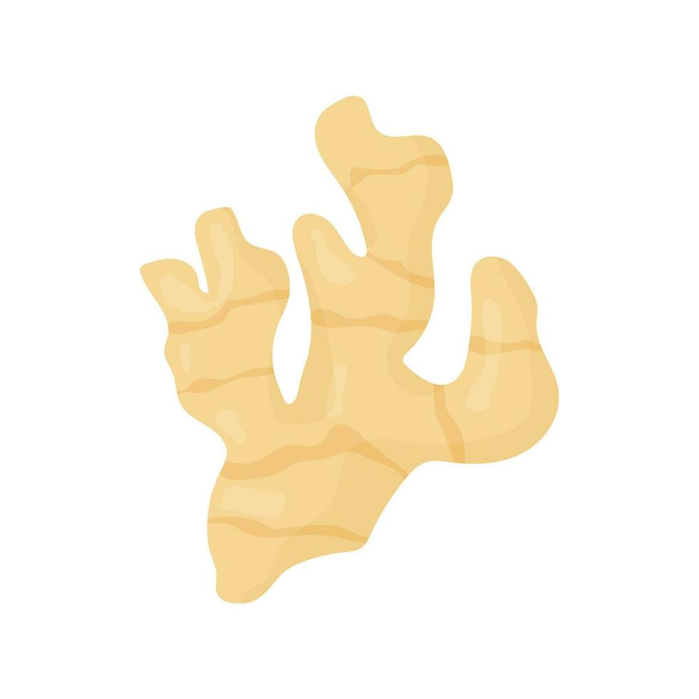 Ginger root, plant, medicine. Vector illustration on a white background
