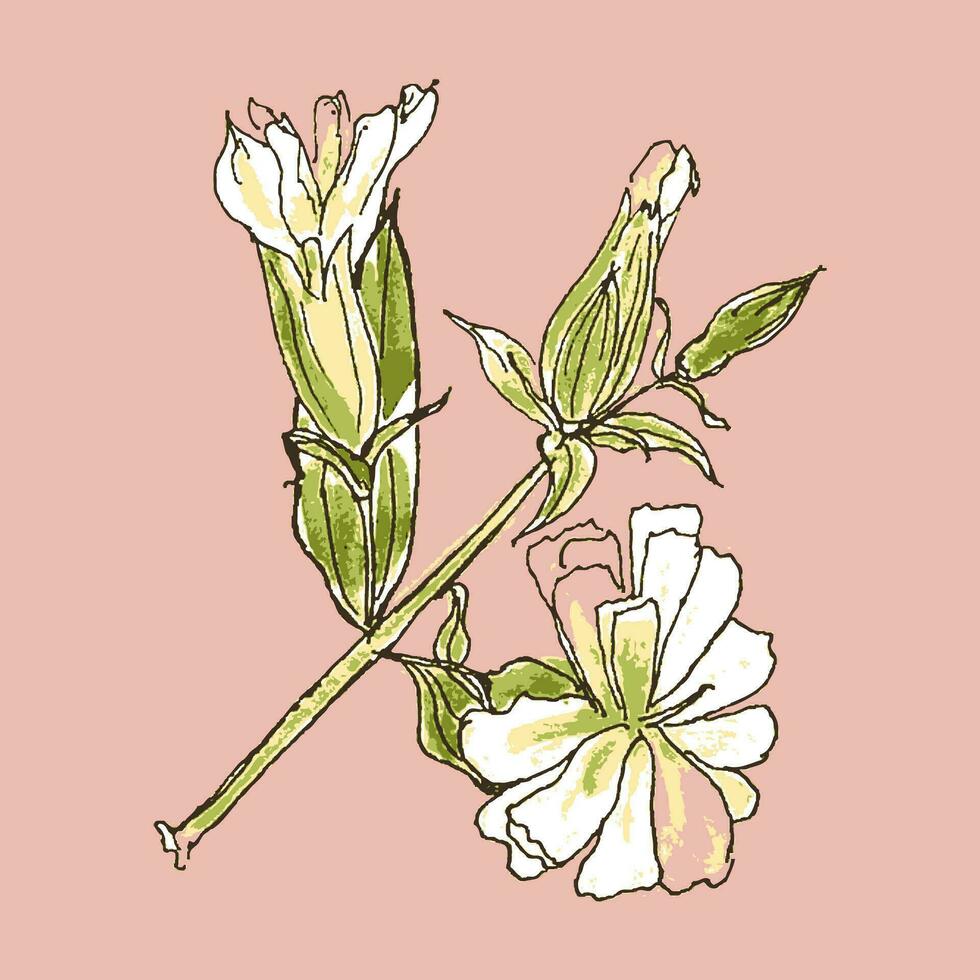 saponaria officinalis flores medicinal jaboncillo planta mano dibujo bosquejo. Perfecto impresión para tee, cosméticos, tarjeta, pegatina. vector