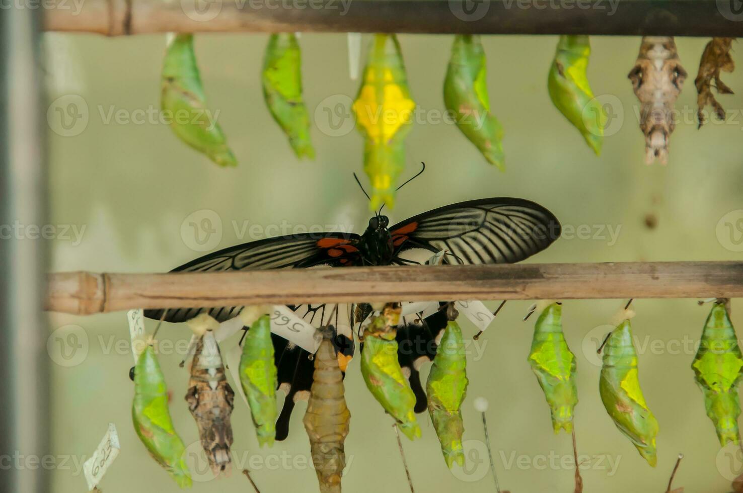 The beauty of the colors and pattern of a butterfly photo