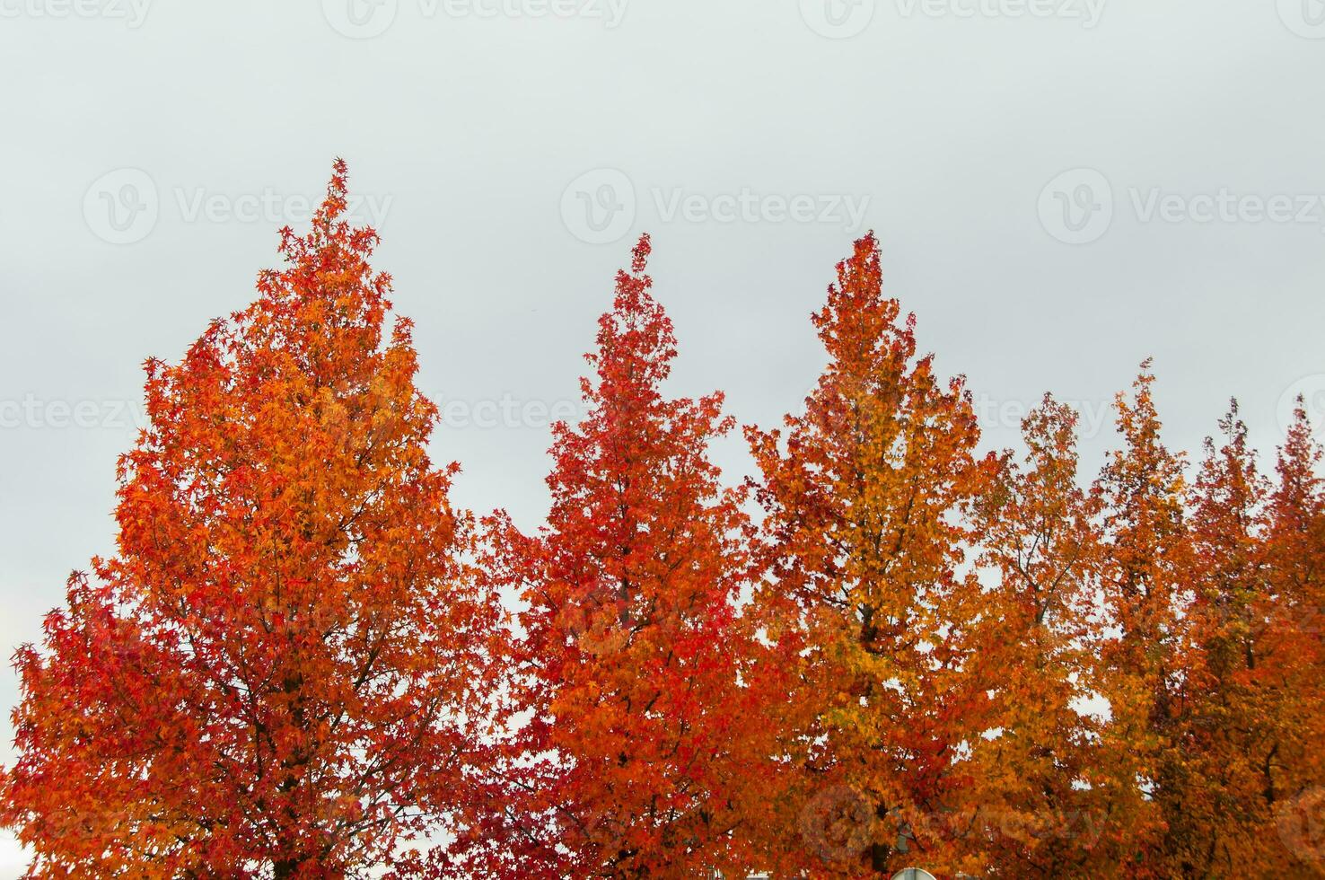The natural beauty of autumn colors and falling leaves photo